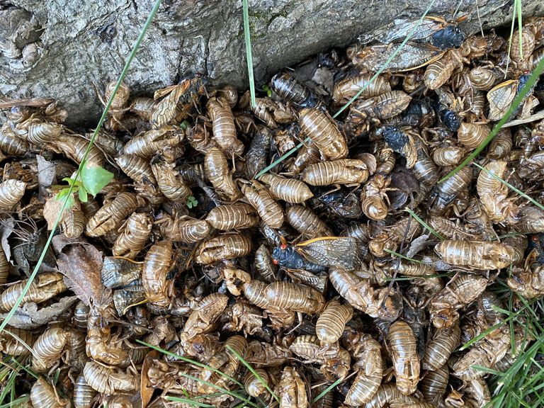 https://www.gettyimages.co.uk/detail/photo/cicada-husks-on-the-ground-royalty-free-image/2031853438