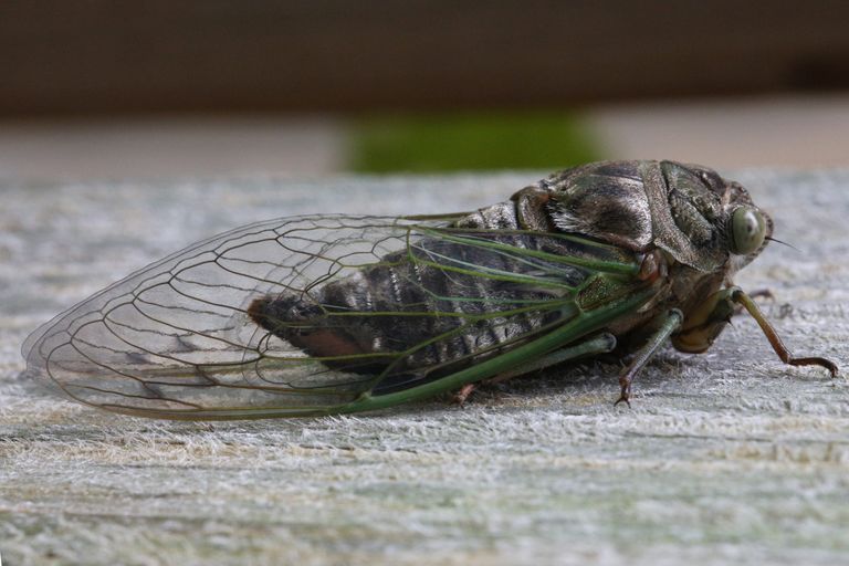 https://www.gettyimages.co.uk/detail/news-photo/dog-day-cicada-on-a-wooden-fence-in-toronto-ontario-canada-news-photo/1602494532