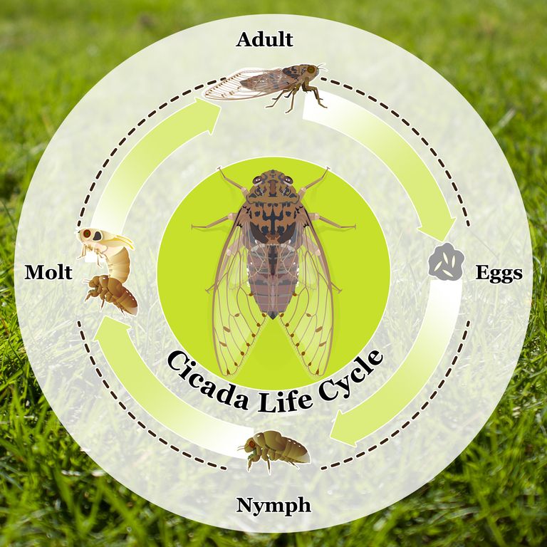 https://www.gettyimages.co.uk/detail/illustration/cicada-life-cycle-vector-royalty-free-illustration/1210566019