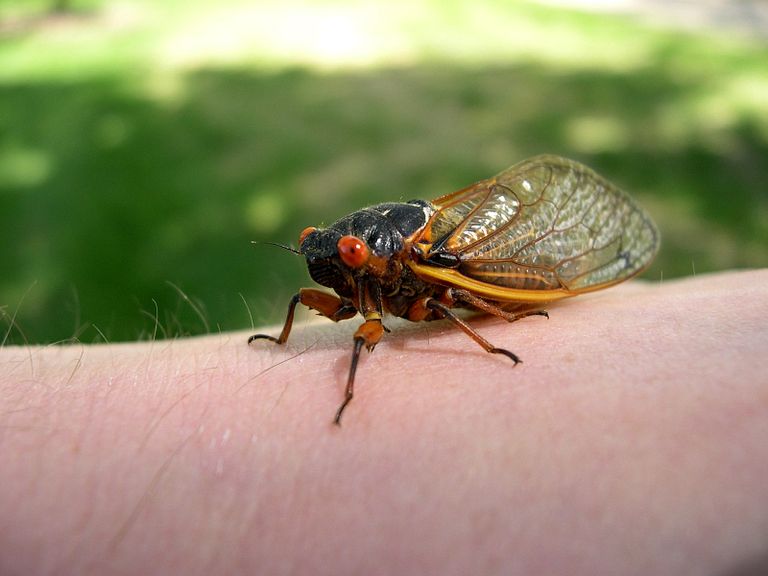 Cicada Brood XIII
