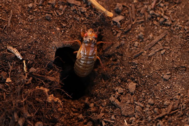https://www.gettyimages.co.uk/detail/news-photo/periodical-cicada-nymph-climbs-out-of-its-hole-on-the-news-photo/1319244764