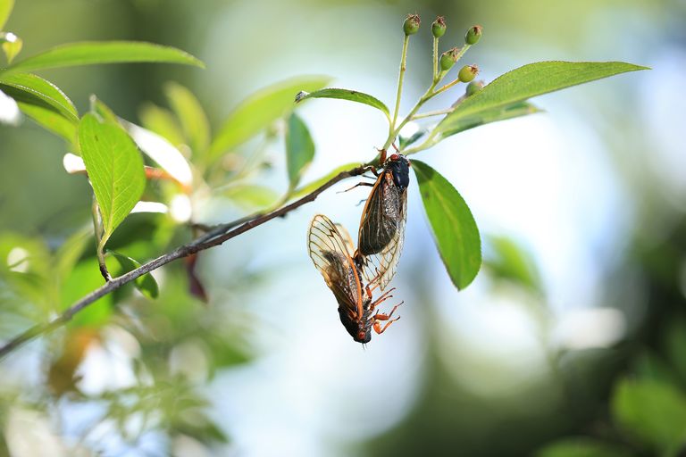 https://www.gettyimages.co.uk/detail/news-photo/two-magicicada-periodical-cicadas-members-of-brood-x-hang-news-photo/1321222940