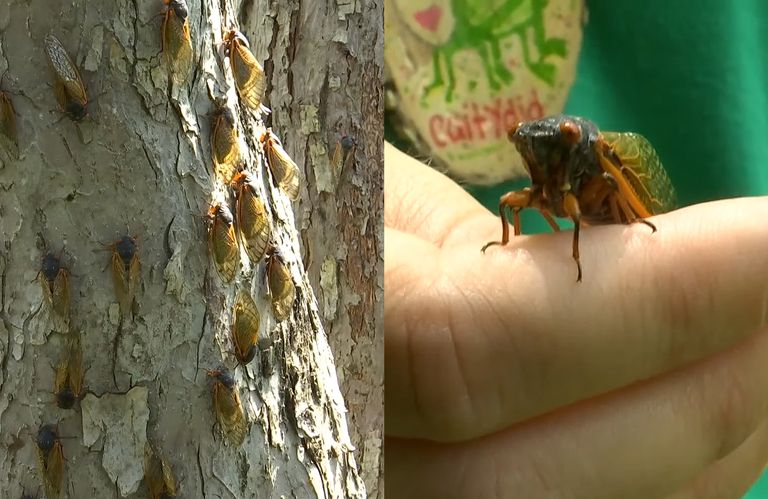 cicadas in Indiana