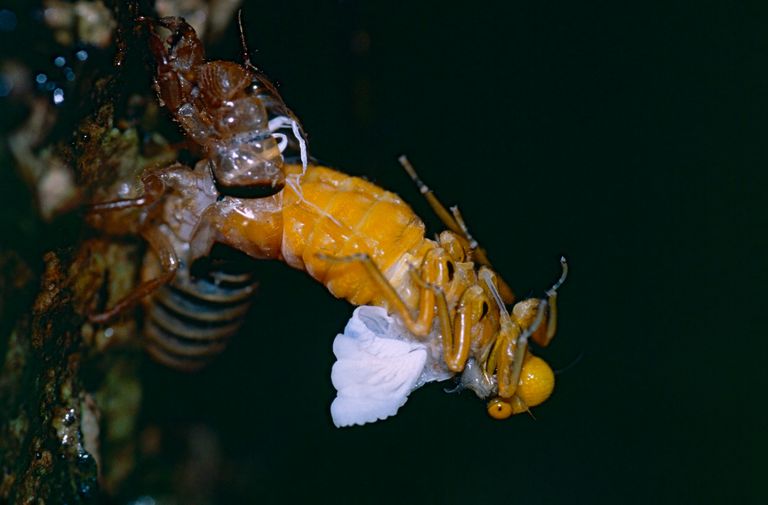 Golden Cicada emerging