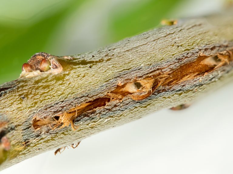 https://www.gettyimages.co.uk/detail/photo/macro-image-of-tree-damage-from-cicada-royalty-free-image/178932356