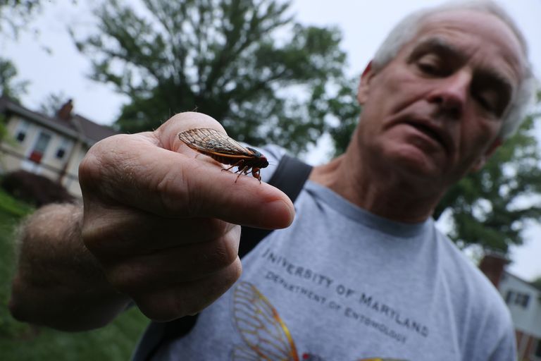 https://www.gettyimages.co.uk/detail/news-photo/university-of-maryland-professor-emeritus-of-entomology-news-photo/1321571720