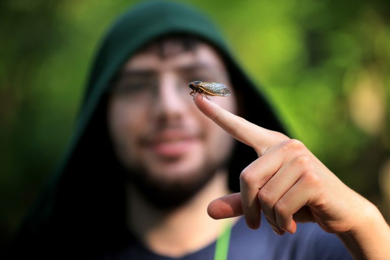 https://www.gettyimages.co.uk/detail/news-photo/periodical-cicada-climbs-on-benjamin-verschells-finger-at-news-photo/1319111938