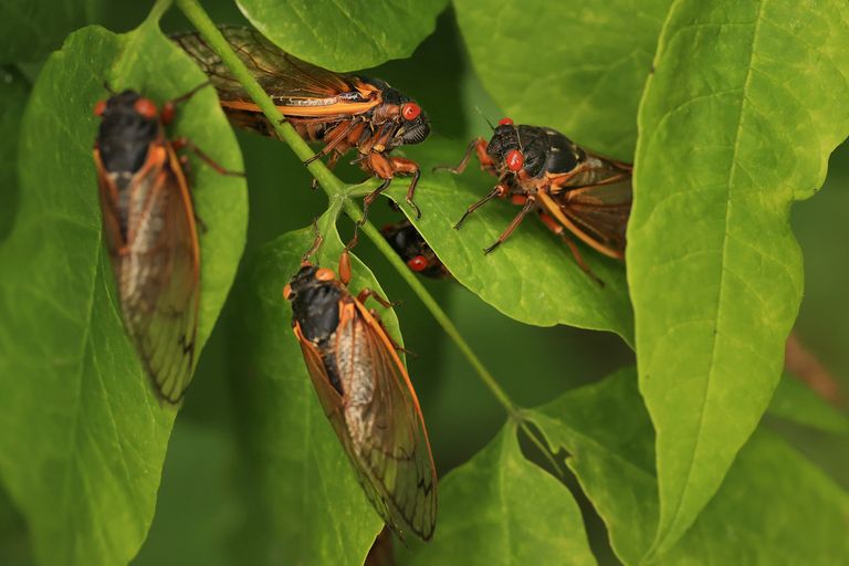 https://www.gettyimages.co.uk/detail/news-photo/magicicada-periodical-cicadas-members-of-brood-x-cluster-on-news-photo/1321221870