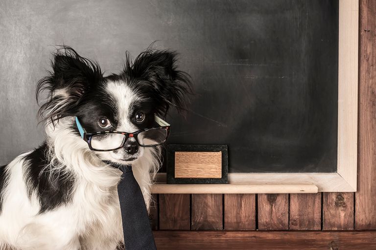 https://www.gettyimages.com/detail/photo/dog-as-a-school-teacher-with-glasses-and-tie-royalty-free-image/501792458?phrase=iq+test+dog