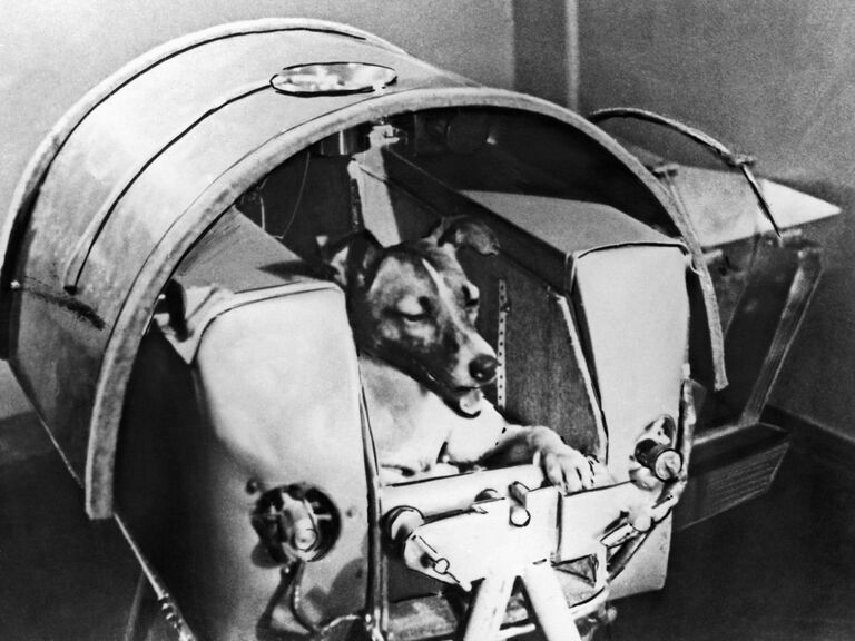 https://www.gettyimages.co.uk/detail/news-photo/laika-the-russian-space-dog-rests-comfortably-inside-the-news-photo/515031406