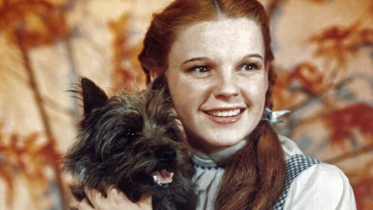 https://www.gettyimages.co.uk/detail/news-photo/judy-garland-as-character-dorothy-gale-holds-toto-in-a-news-photo/527185370